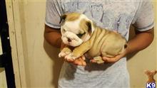 english bulldog puppy posted by Little Monster Bully Farms